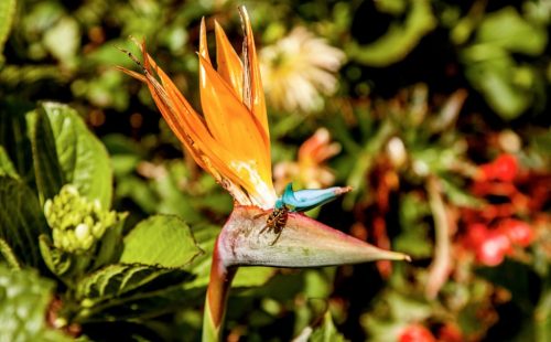 Madeira, Portugal - blomstrende natur