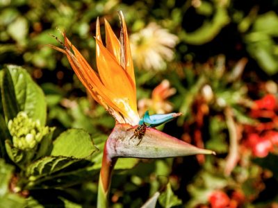 Madeira, Portugal - blomstrende natur