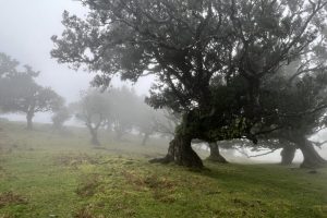 Fanal Forest, Madeira - en del af UNESCO World Heritage Sites